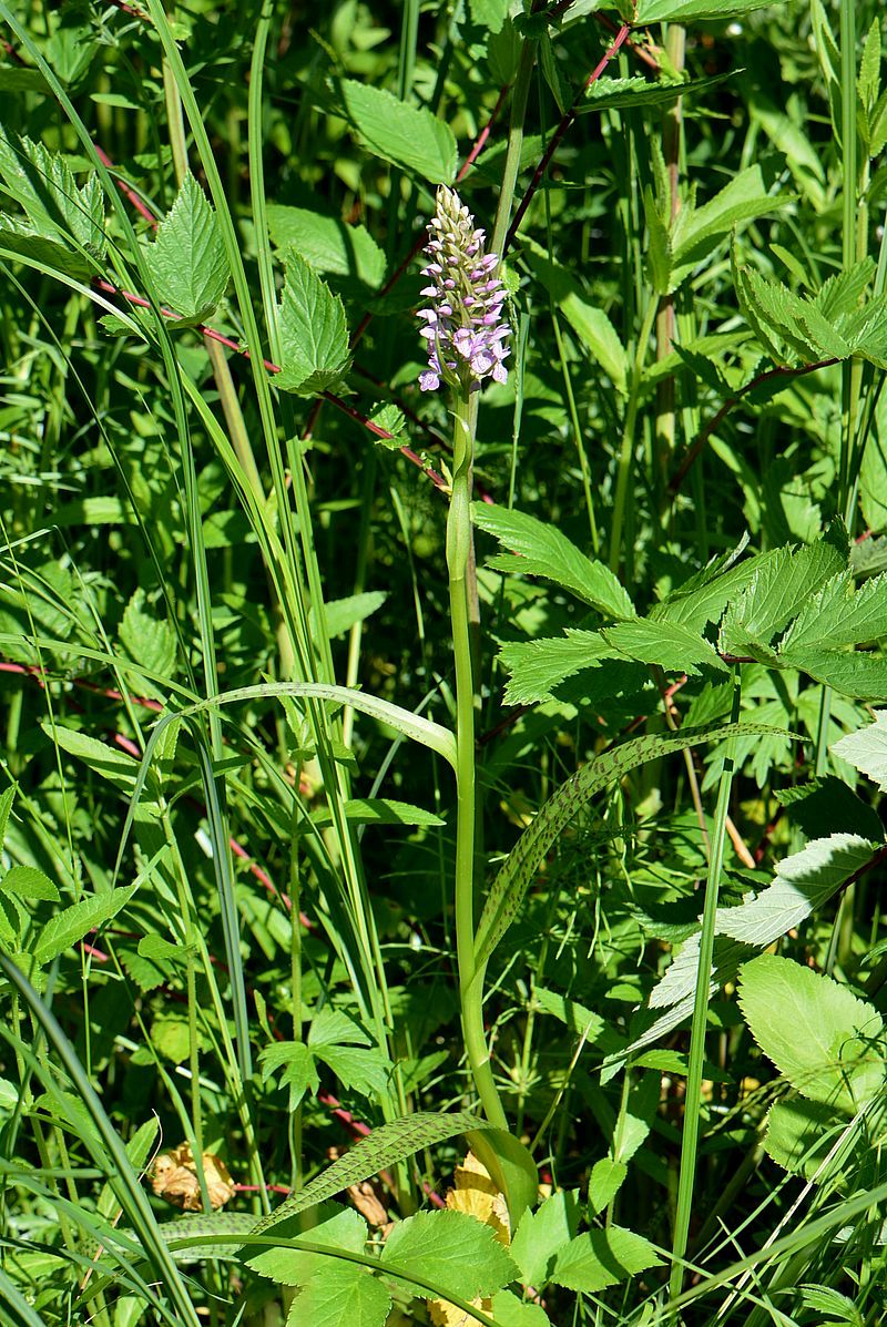 Image of Dactylorhiza baltica specimen.