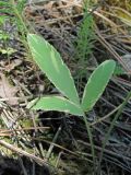 Falcaria vulgaris. Аномальный лист. Краснодарский край, окр. г. Новороссийск, хр. Маркотх, посадки сосны на склоне. 31.05.2020.