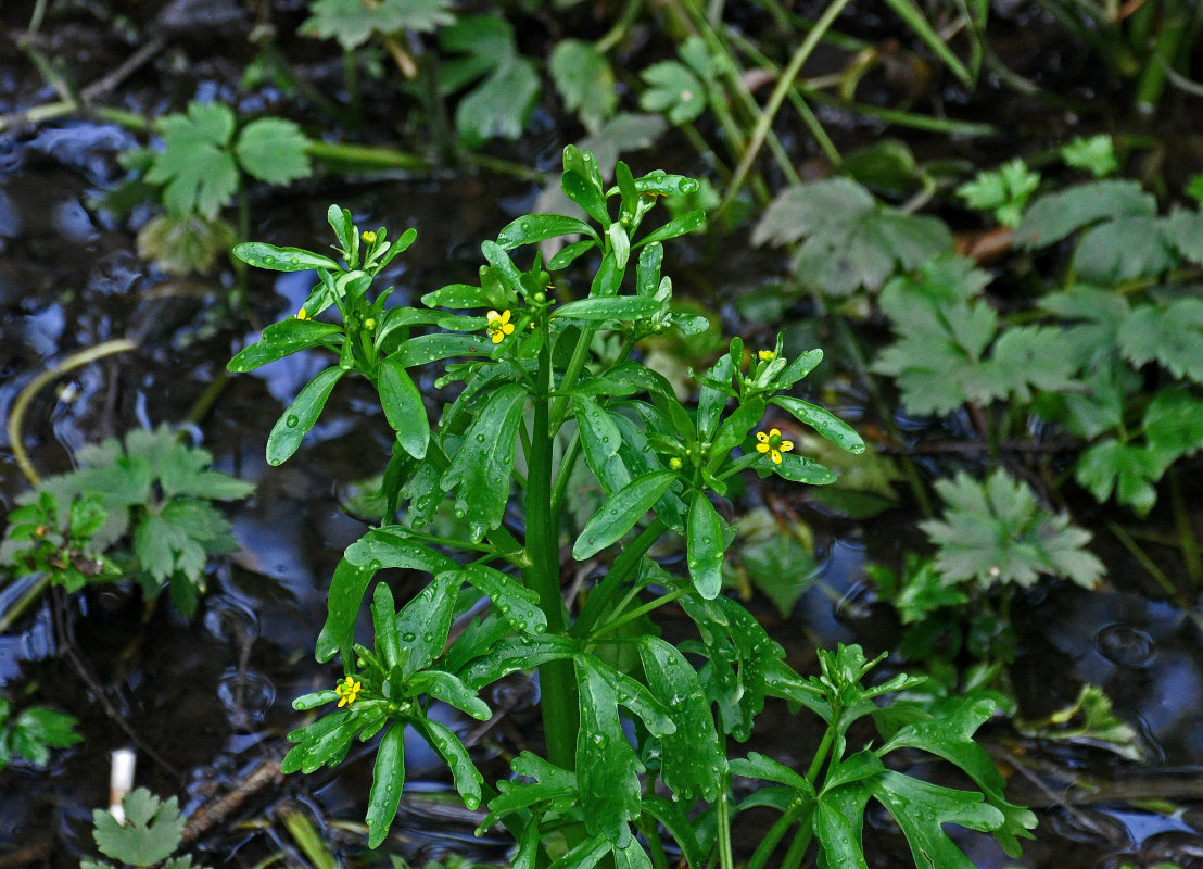 Изображение особи Ranunculus sceleratus.