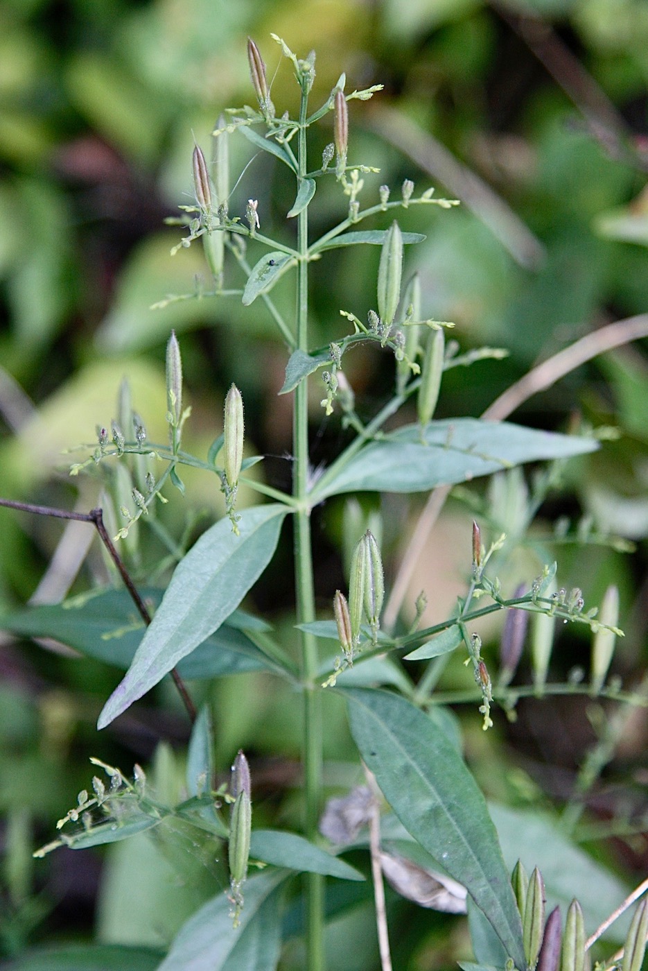 Изображение особи Andrographis paniculata.