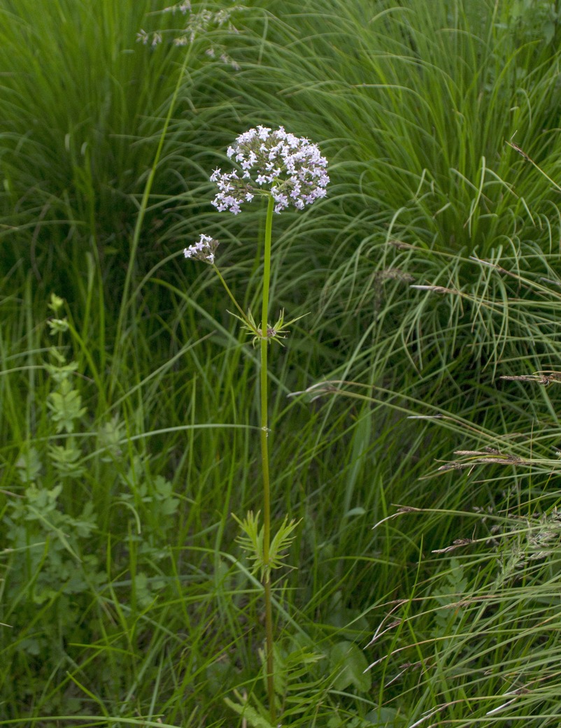 Изображение особи род Valeriana.