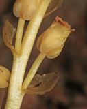 Hypopitys monotropa