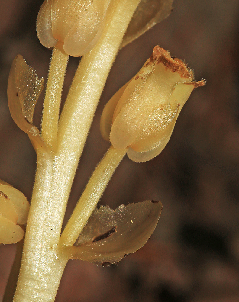 Image of Hypopitys monotropa specimen.