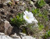 Cerastium undulatifolium