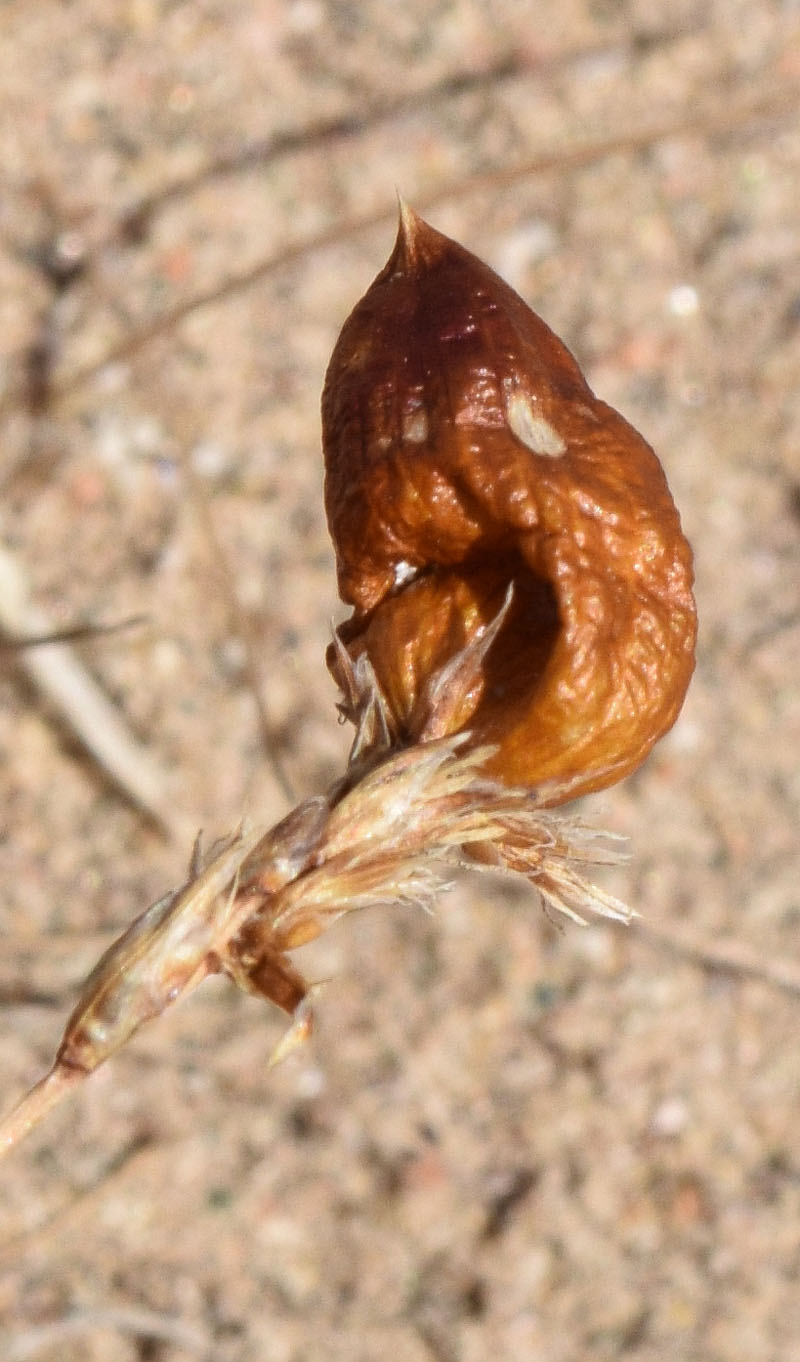 Image of Carex physodes specimen.