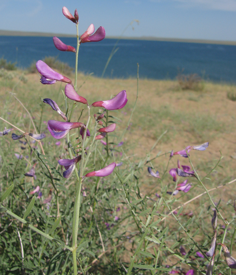 Image of Hedysarum fruticosum specimen.