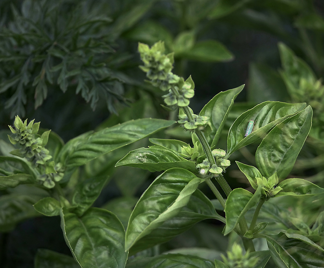 Image of Ocimum basilicum specimen.