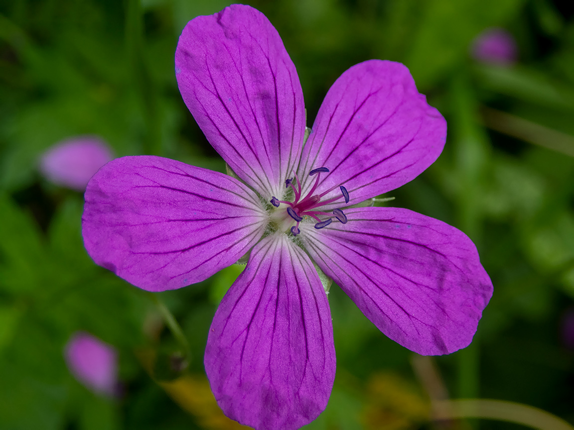 Изображение особи Geranium palustre.