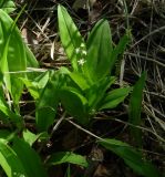 Smilacina trifolia
