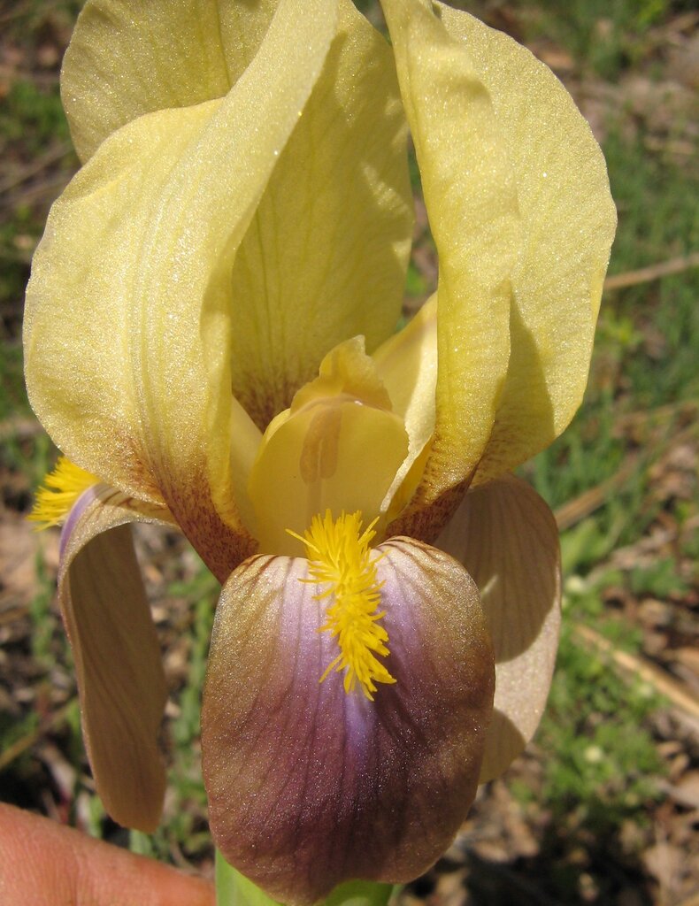 Image of Iris reichenbachii specimen.