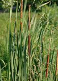 Typha angustifolia