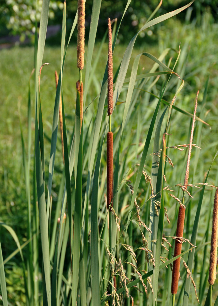 Изображение особи Typha angustifolia.