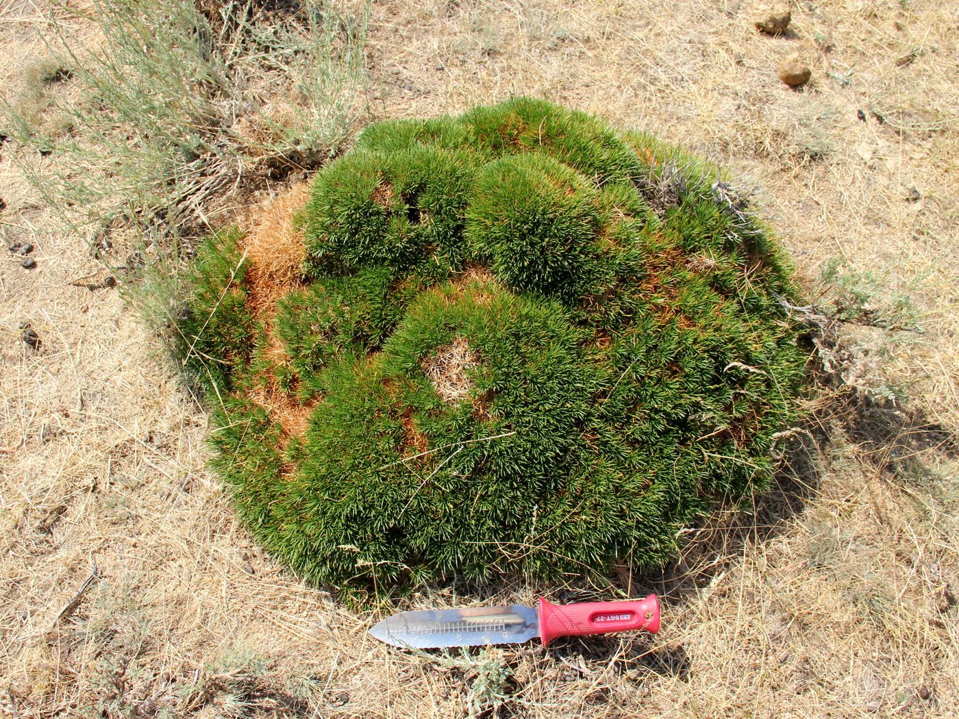 Image of Acantholimon nuratavicum specimen.