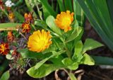 Calendula officinalis