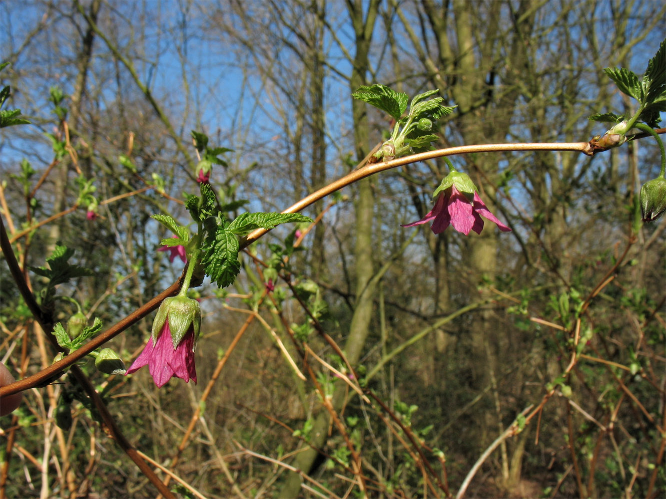 Image of Rubus spectabilis specimen.