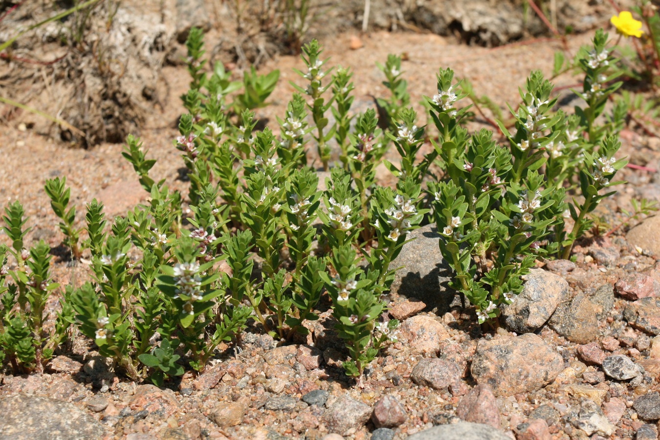 Image of Glaux maritima specimen.