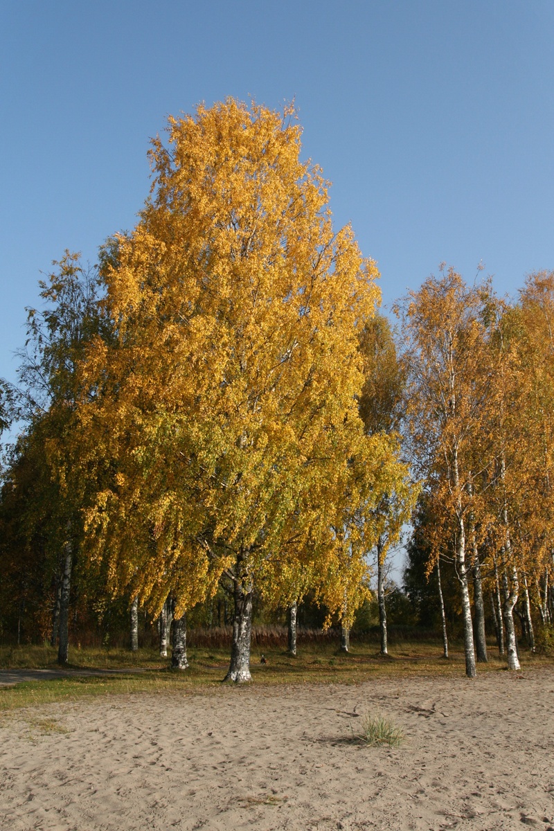 Image of Betula pendula specimen.