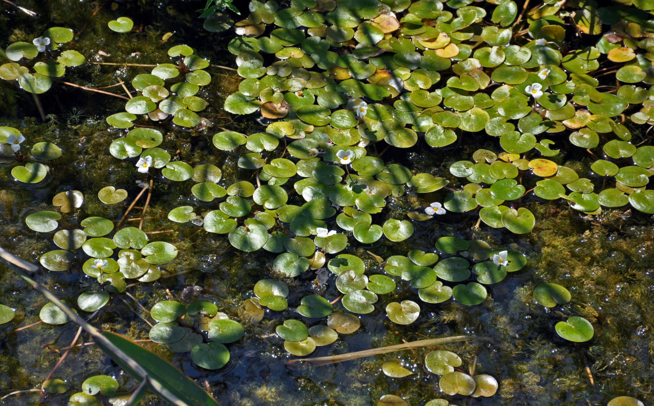 Изображение особи Hydrocharis morsus-ranae.