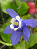 Aquilegia sibirica. Цветок. Республика Алтай, Кош-Агачский р-н, верховье р. Актру, кедровый лес. 21.07.2013.