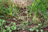 Ranunculus oxyspermus
