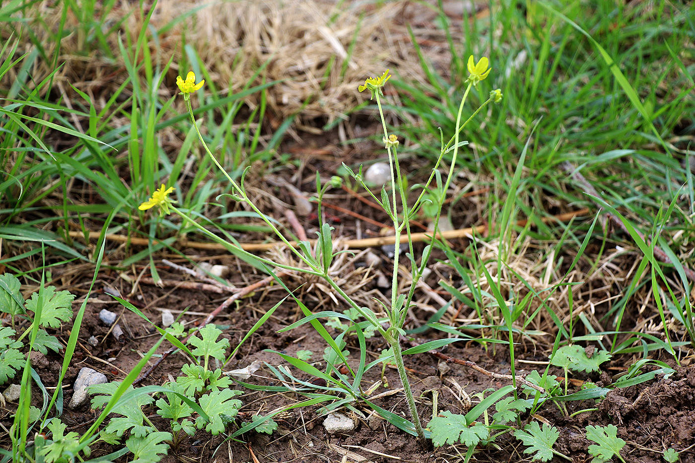 Изображение особи Ranunculus oxyspermus.