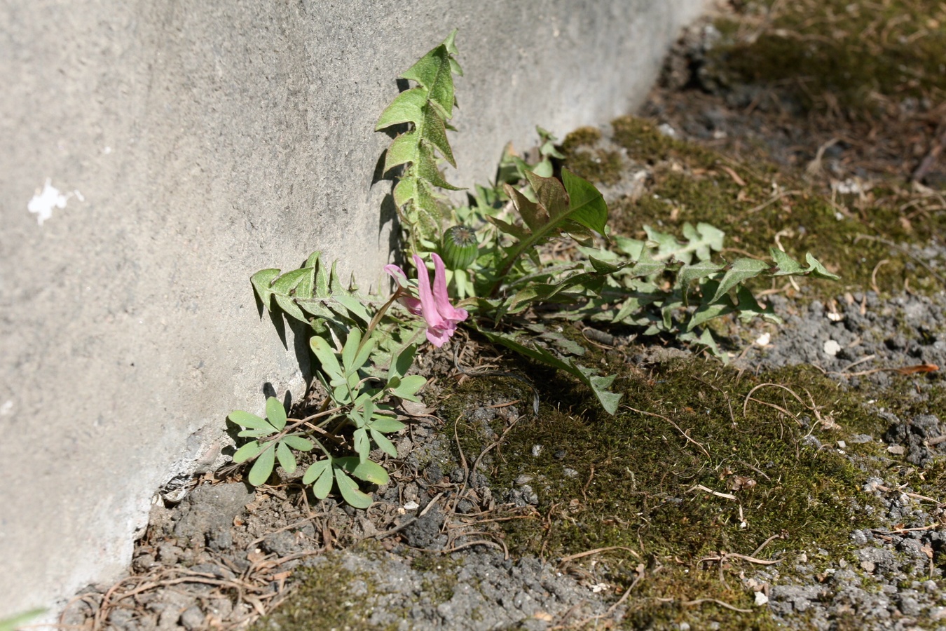 Image of Corydalis solida specimen.