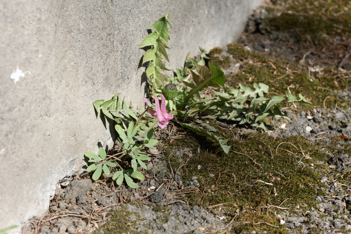 Изображение особи Corydalis solida.