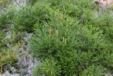 Diphasiastrum complanatum. Спороносящее растение. Костромская обл., Кологривский р-н, левобережье реки Унжа напротив устья реки Вига, сосновый бор в 2 км от берега. 4 сентября 2020 г.