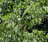 Bauhinia bowkeri