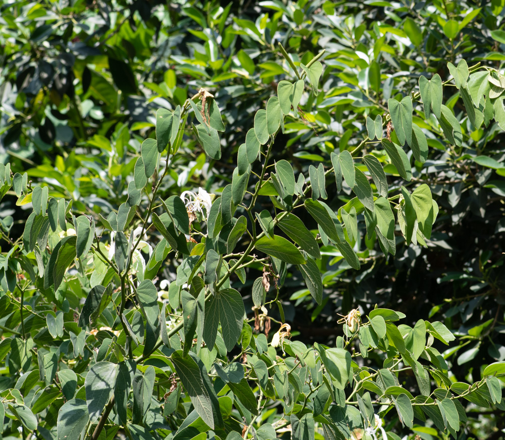 Изображение особи Bauhinia bowkeri.