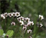 Saxifraga &times; arendsii