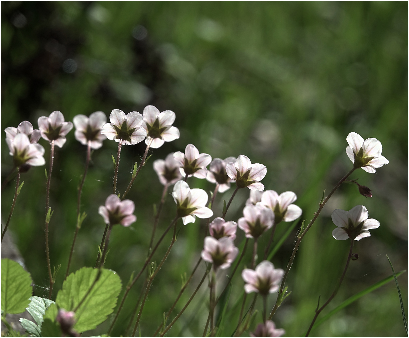 Изображение особи Saxifraga &times; arendsii.