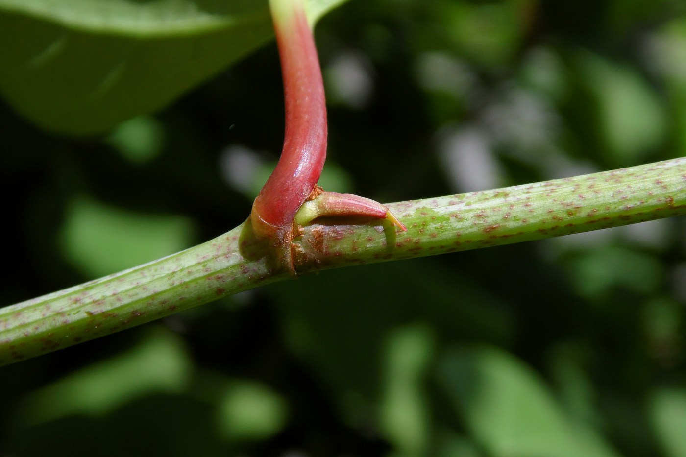 Image of Reynoutria japonica specimen.