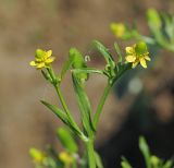 Ranunculus sceleratus