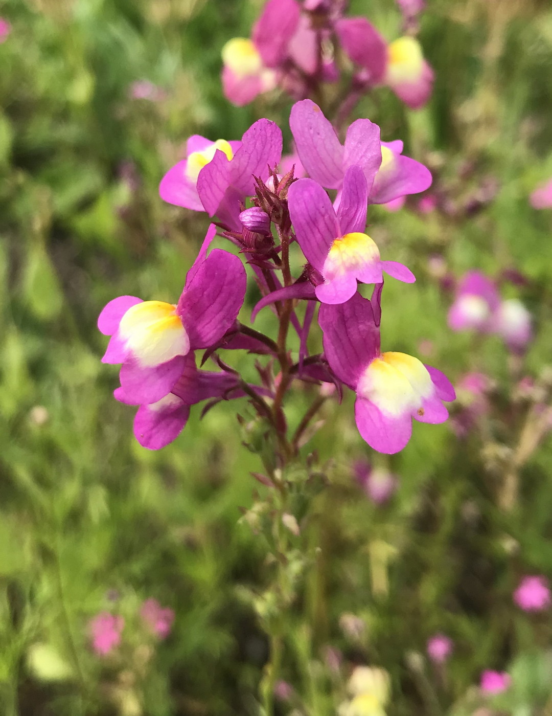 Изображение особи Linaria incarnata.