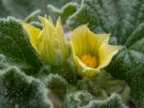 Ecballium elaterium