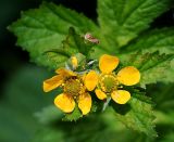 Geum macrophyllum. Верхушка цветущего растения. Московская обл., Раменский р-н, окр. дер. Хрипань, просека под ЛЭП. 29.05.2010.