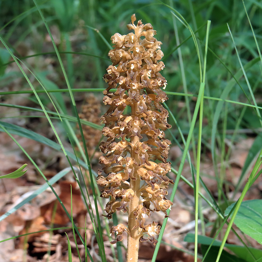 Image of Neottia nidus-avis specimen.