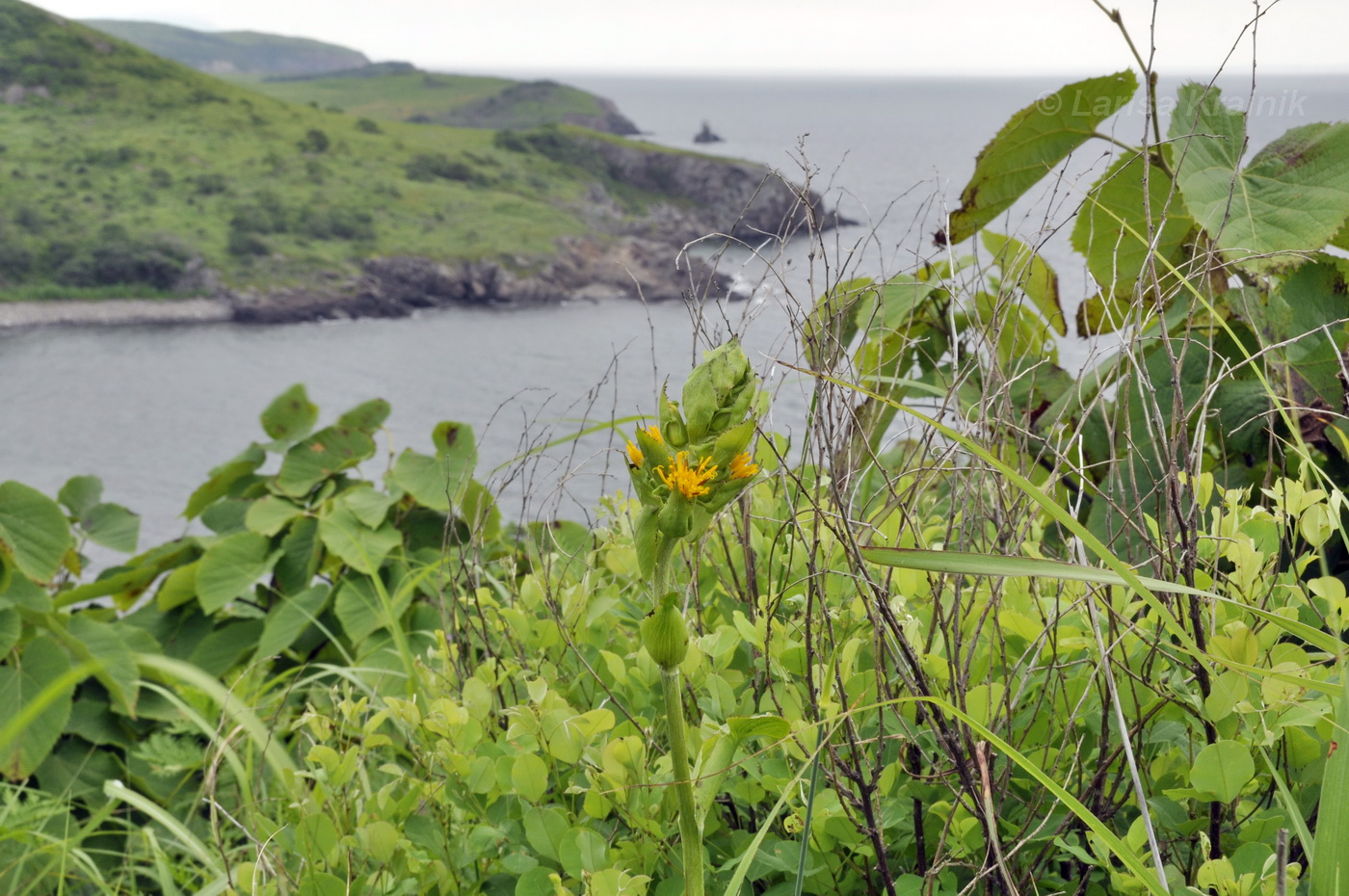 Image of Ligularia splendens specimen.