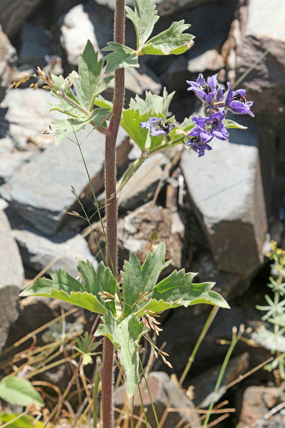 Image of Delphinium oreophilum specimen.