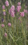 Bistorta carnea