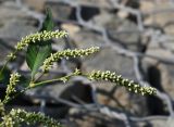 Persicaria lapathifolia. Верхушка побега с соцветиями. Татарстан, г. Казань, островок на р. Казанка, соединенный песчаной косой с Кировской дамбой, у храма-памятника воинам, каменистый участок. 12.08.2021.