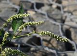 Persicaria lapathifolia