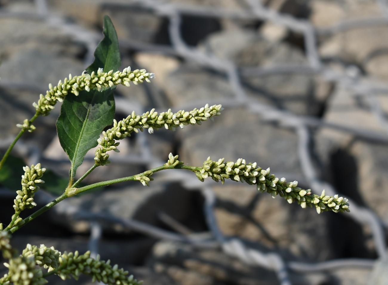 Image of Persicaria lapathifolia specimen.