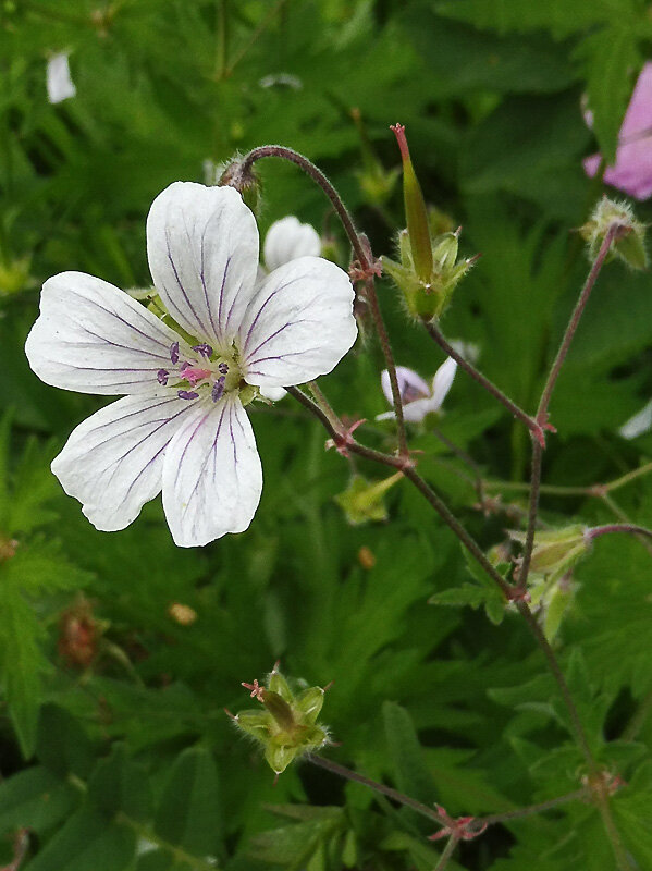 Изображение особи Geranium albiflorum.