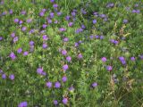 Geranium sanguineum