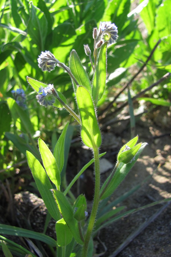 Image of Myosotis arvensis specimen.