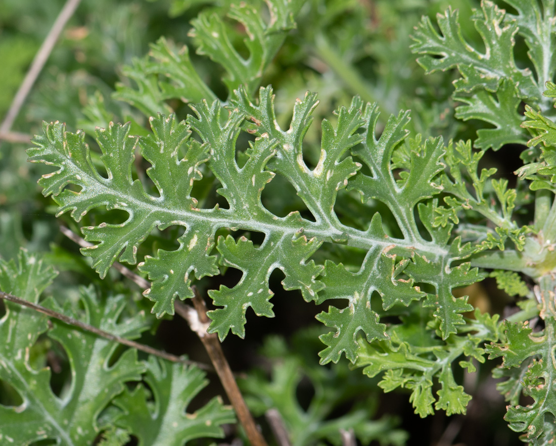 Изображение особи Pelargonium laxum.