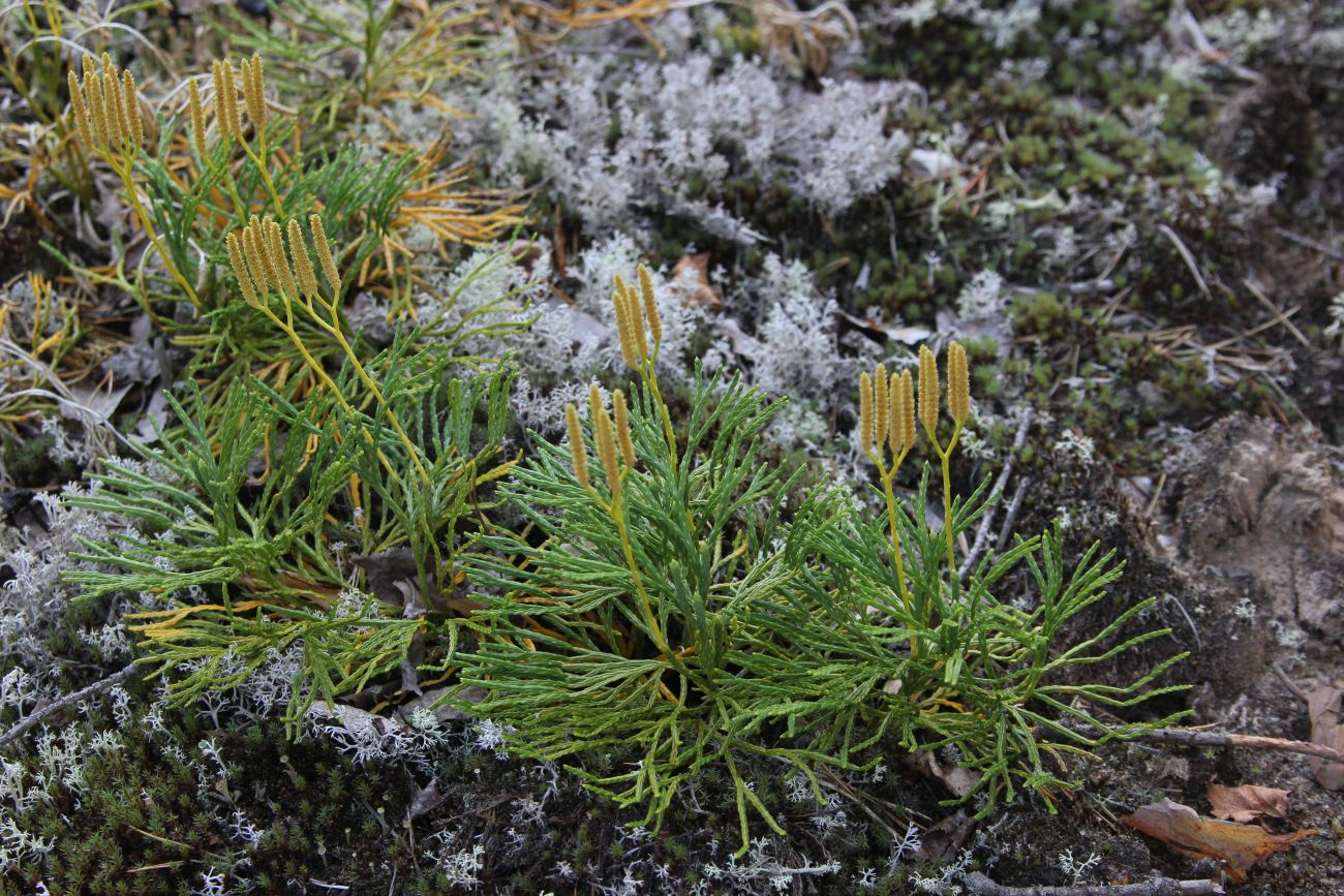 Image of Diphasiastrum complanatum specimen.