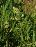 Dactylis glomerata